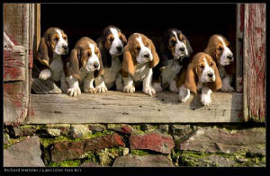 hounddogs.jpg